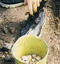 Legal-sized cockle clams fill the bucket very fast and are delicious when steamed.